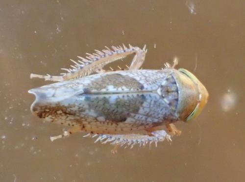 Réf. 217 576 : Hishimonus sp.